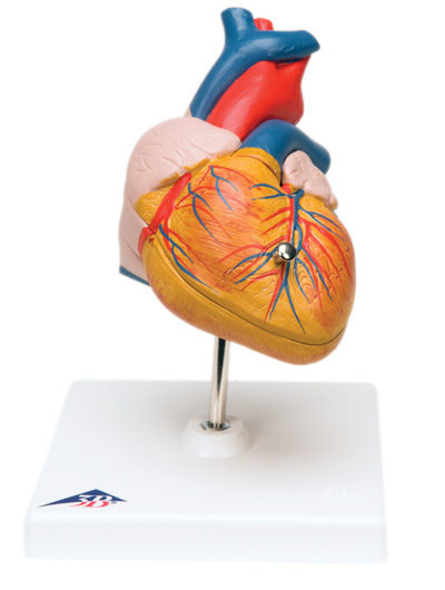 Heart Models